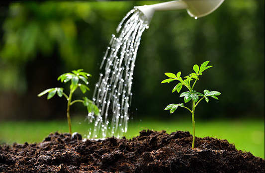 BENEFITS OF RAISED BED GARDENING