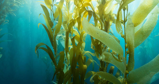 SEAWEED AND THE GARDEN